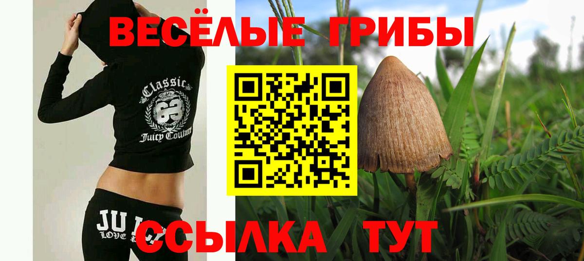 Псилоцибиновые грибы GOLDEN TEACHER  Вход с VPN  купить наркотики сайты  Балтийск  Галлюциногенные грибы MAGIC MUSHROOMS 